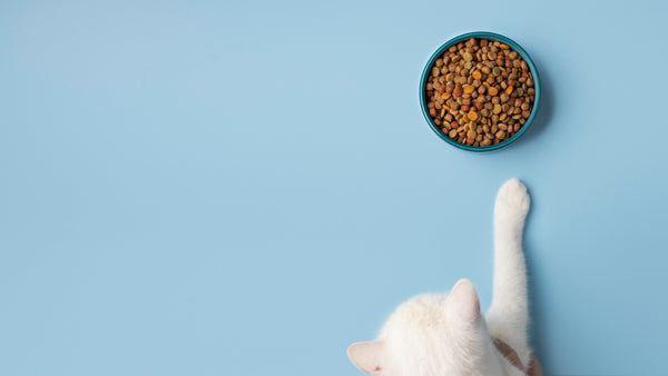 Why Taurine Is a Must in Your Cat’s Diet – Especially in India!