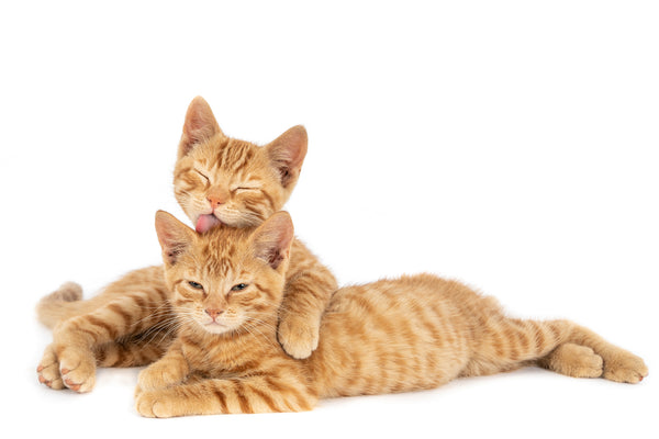 5 Cat Products Cats Shouldn't Live Without