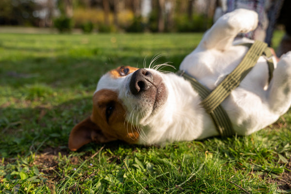Why Choosing the Right Pet Food Matters: A Guide for Indian Pet Parents!