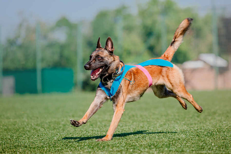 A dog happily runs across a grassy field