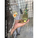 Harrison’s Organic Premium Pellets 454g | Complete Organic Nutrition for Small to Medium Birds