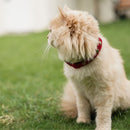 IndieGood Coral Collar For Cats – Marine Red