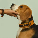IndieGood Skin Friendly Corduroy Dog Collar - Brown